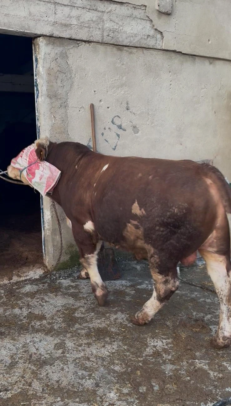 Çiftliğimizden Kareler